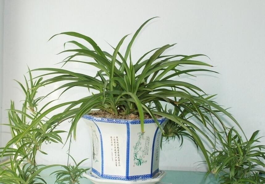 花藝：那些適合放在室內的綠植