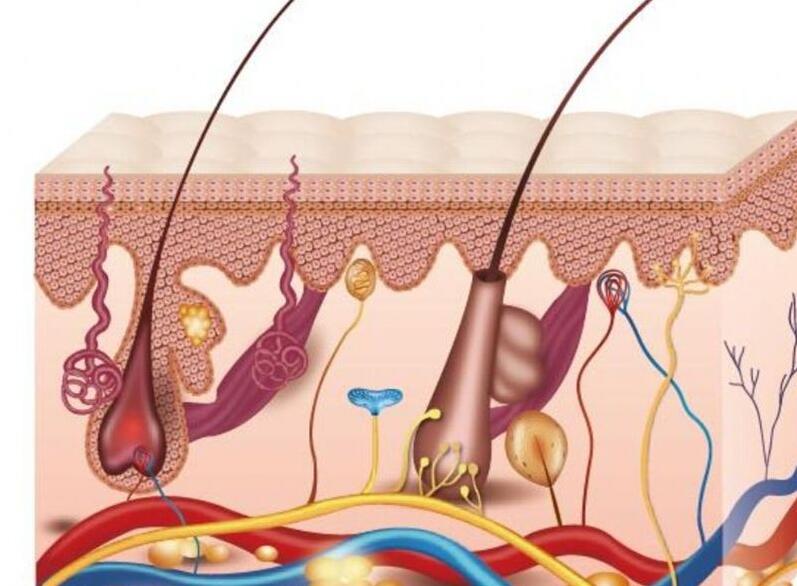 紋繡培訓(xùn)：紋繡必學(xué)的皮膚知識