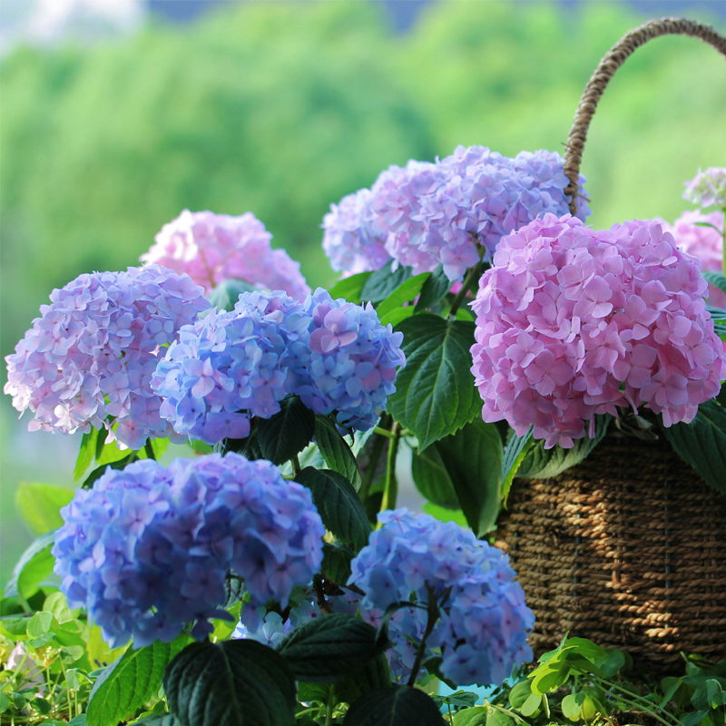 南寧花藝學(xué)校知識：延長繡球花存活時(shí)間的技巧