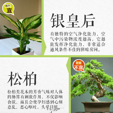 哪些綠植適合放在室內(nèi)？南寧花藝師培訓(xùn)學(xué)校盤點(diǎn)清單