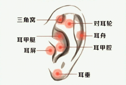 揉搓耳朵的好處，廣西美容經(jīng)絡(luò)培訓(xùn)班課程