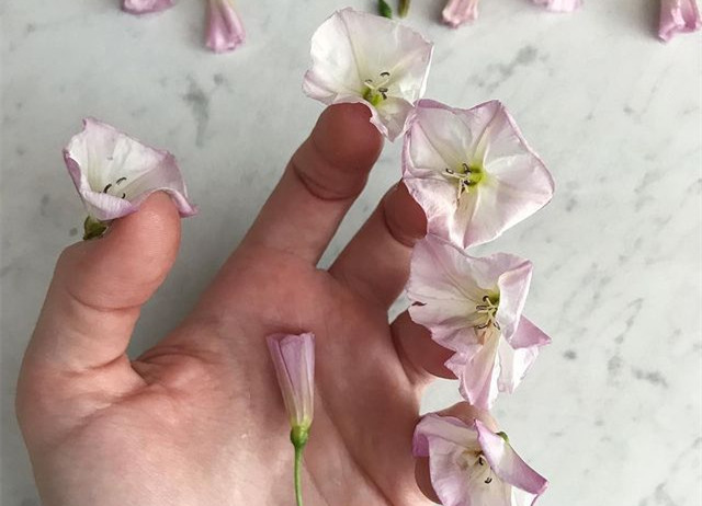 植物藝術(shù)美甲，南寧美甲造型設(shè)計培訓(xùn)分享