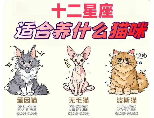 12星座適合養(yǎng)什么貓咪？